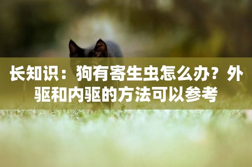 長知識：狗有寄生蟲怎么辦？外驅和內驅的方法可以參考
