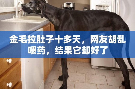 金毛拉肚子十多天，網友胡亂喂藥，結果它卻好了