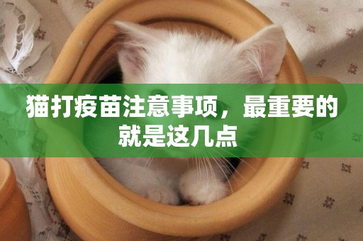 貓打疫苗注意事項，最重要的就是這幾點 