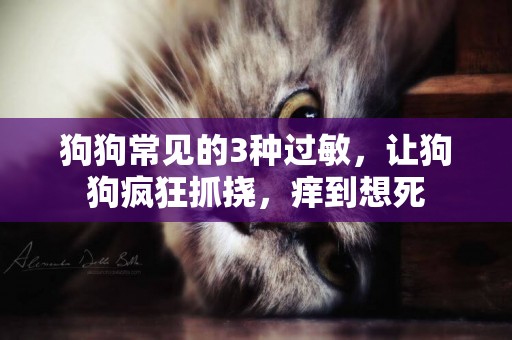 狗狗常見的3種過敏，讓狗狗瘋狂抓撓，癢到想死