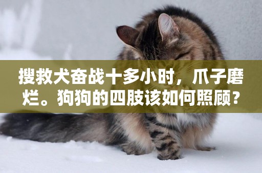 搜救犬奮戰十多小時，爪子磨爛。狗狗的四肢該如何照顧？