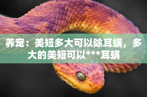 養寵：美短多大可以除耳螨，多大的美短可以***耳螨