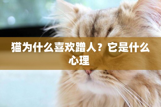 貓為什么喜歡蹭人？它是什么心理 