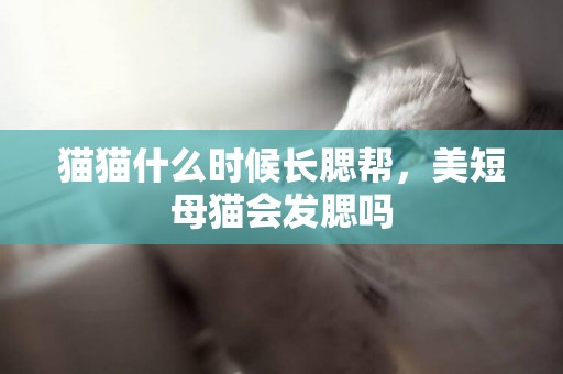 貓貓什么時候長腮幫，美短母貓會發腮嗎
