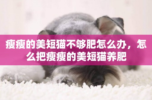 瘦瘦的美短貓不夠肥怎么辦，怎么把瘦瘦的美短貓養肥
