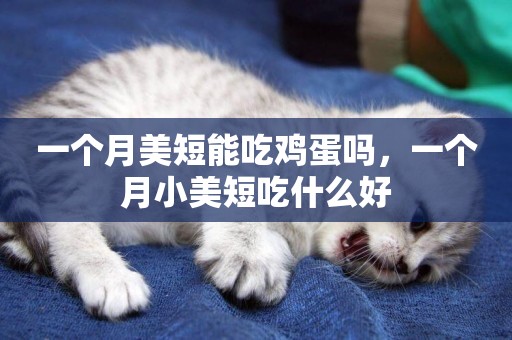 一個月美短能吃雞蛋嗎，一個月小美短吃什么好