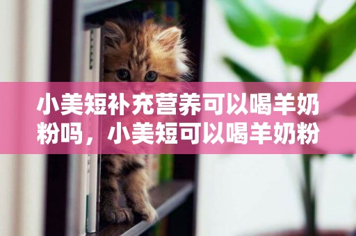 小美短補充營養可以喝羊奶粉嗎，小美短可以喝羊奶粉嗎