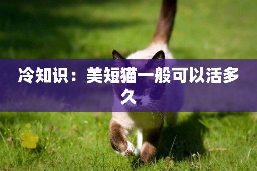 冷知識：美短貓一般可以活多久