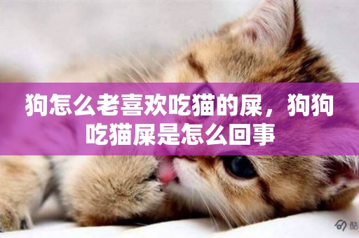 狗怎么老喜歡吃貓的屎，狗狗吃貓屎是怎么回事