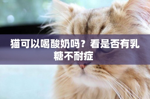 貓可以喝酸奶嗎？看是否有乳糖不耐癥 