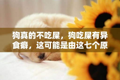 狗真的不吃屎，狗吃屎有異食癖，這可能是由這七個原因引起的