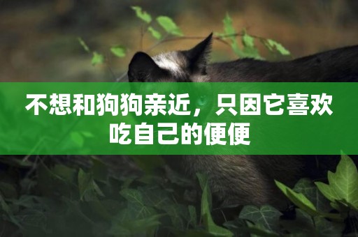 不想和狗狗親近，只因它喜歡吃自己的便便