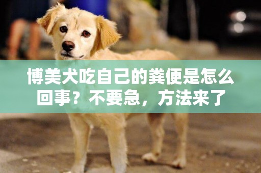 博美犬吃自己的糞便是怎么回事？不要急，方法來了