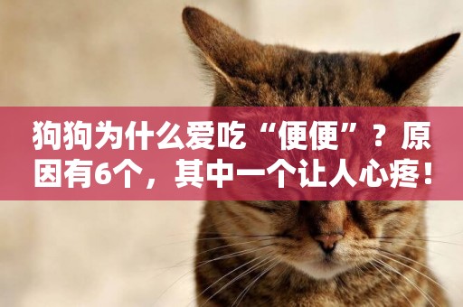 狗狗為什么愛吃“便便”？原因有6個，其中一個讓人心疼！