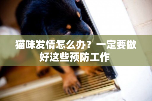 貓咪發情怎么辦？一定要做好這些預防工作 