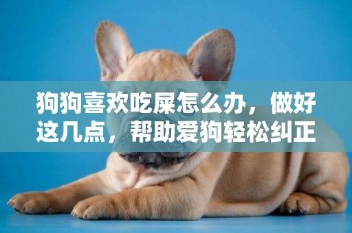 狗狗喜歡吃屎怎么辦，做好這幾點，幫助愛狗輕松糾正壞習慣！