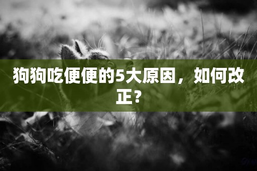 狗狗吃便便的5大原因，如何改正？
