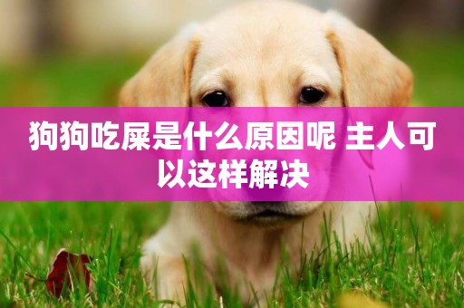 狗狗吃屎是什么原因呢 主人可以這樣解決