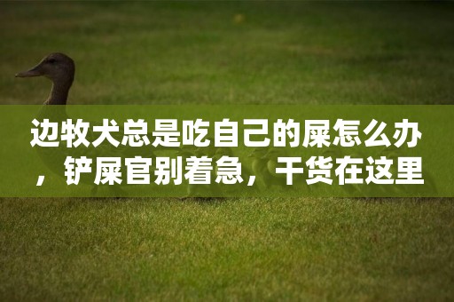 邊牧犬總是吃自己的屎怎么辦，鏟屎官別著急，干貨在這里