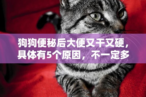 狗狗便秘后大便又干又硬，具體有5個原因，不一定多喝水就能解決