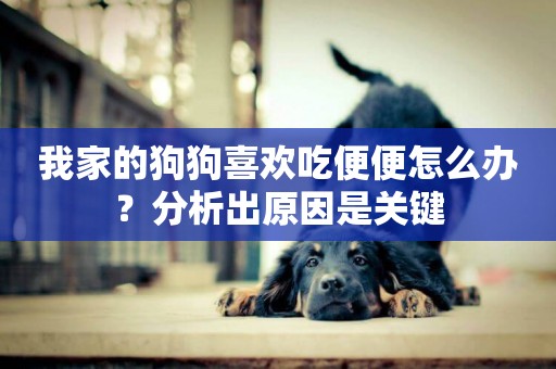 我家的狗狗喜歡吃便便怎么辦？分析出原因是關鍵
