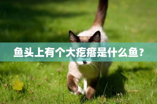 魚頭上有個大疙瘩是什么魚？