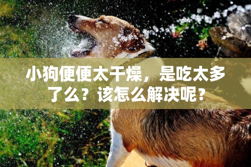 小狗便便太干燥，是吃太多了么？該怎么解決呢？