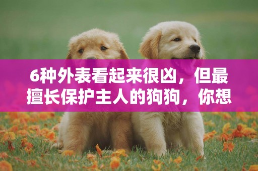 6種外表看起來很兇，但最擅長保護主人的狗狗，你想要哪只