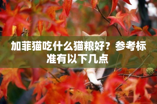 加菲貓吃什么貓糧好？參考標準有以下幾點 