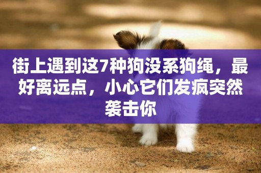 街上遇到這7種狗沒系狗繩，最好離遠點，小心它們發瘋突然襲擊你