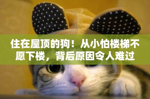 住在屋頂的狗！從小怕樓梯不愿下樓，背后原因令人難過