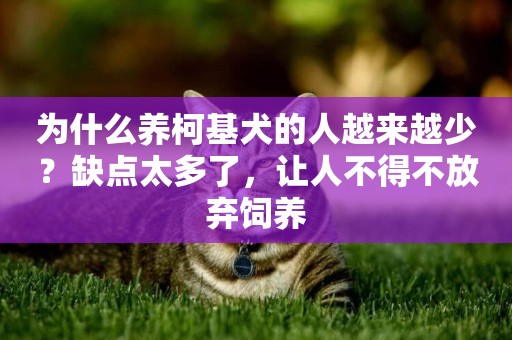 為什么養柯基犬的人越來越少？缺點太多了，讓人不得不放棄飼養