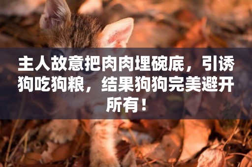 主人故意把肉肉埋碗底，引誘狗吃狗糧，結果狗狗完美避開所有！