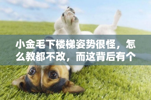 小金毛下樓梯姿勢很怪，怎么教都不改，而這背后有個超暖的原因！
