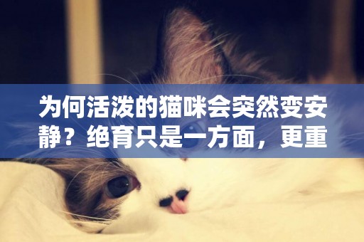 為何活潑的貓咪會突然變安靜？絕育只是一方面，更重要的還是成熟