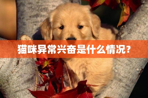 貓咪異常興奮是什么情況？