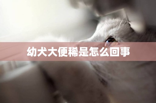 幼犬大便稀是怎么回事