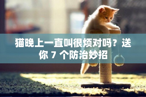 貓晚上一直叫很煩對嗎？送你 7 個防治妙招