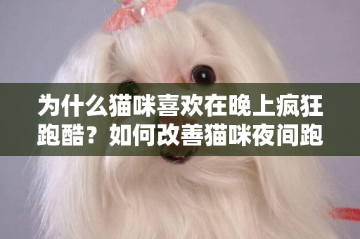 為什么貓咪喜歡在晚上瘋狂跑酷？如何改善貓咪夜間跑酷現象