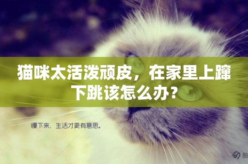 貓咪太活潑頑皮，在家里上躥下跳該怎么辦？