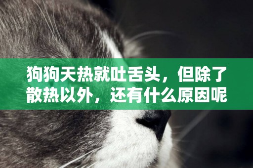 狗狗天熱就吐舌頭，但除了散熱以外，還有什么原因呢？
