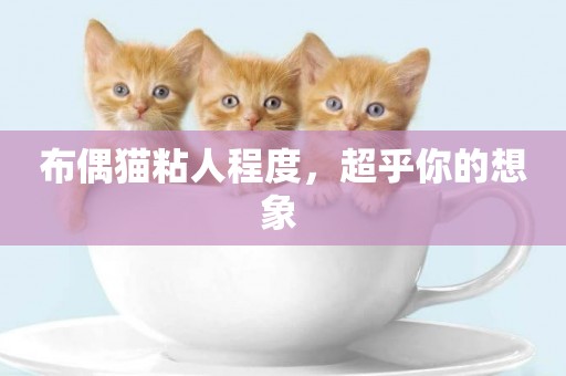 布偶貓粘人程度，超乎你的想象 