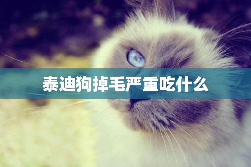 泰迪狗掉毛嚴重吃什么