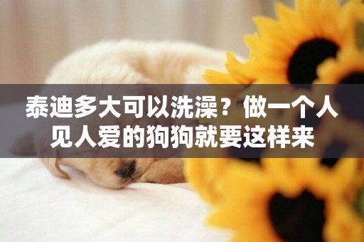 泰迪多大可以洗澡？做一個人見人愛的狗狗就要這樣來