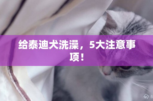 給泰迪犬洗澡，5大注意事項！