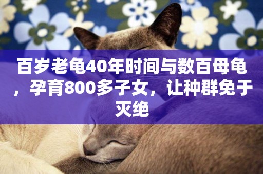 百歲老龜40年時間與數百母龜，孕育800多子女，讓種群免于滅絕