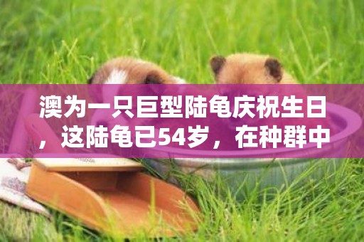 澳為一只巨型陸龜慶祝生日，這陸龜已54歲，在種群中還是年輕象龜