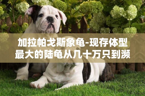 加拉帕戈斯象龜-現存體型最大的陸龜從幾十萬只到瀕危，你怎么看
