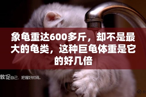 象龜重達600多斤，卻不是最大的龜類，這種巨龜體重是它的好幾倍