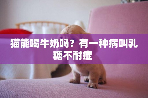 貓能喝牛奶嗎？有一種病叫乳糖不耐癥 